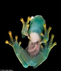 摄影师南美丛林中拍到罕见玻璃蛙