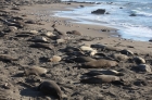 海象沙滩 -- 中加州海岸系列之六